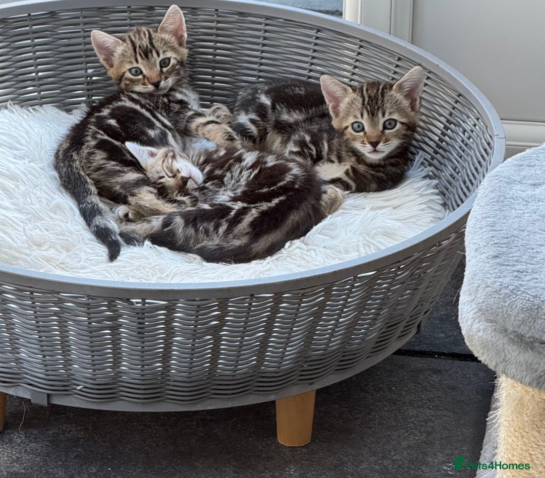Bengal cats for sale: MARBLED & Spotted BENGALS TiCA Reg 1 kitten left  - Image 2