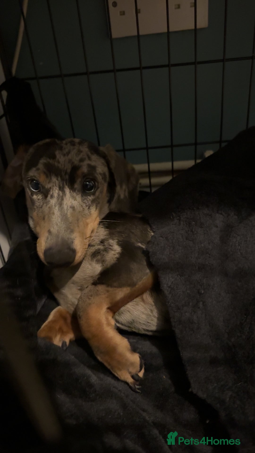 Dachshund dogs for sale: Reggie  - Advert 4