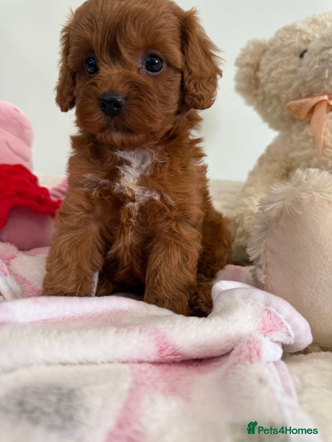 Cavapoo dogs for sale: Beautiful little girl.F1b fully DNA & health clear - Advert 9