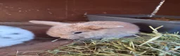 Mini Lop rabbits for sale: Mini lop baby rabbits  in Grimsby - Advert 5