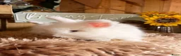 Angora rabbits for sale: Beautiful Fawn & white angora babies  - Advert 8