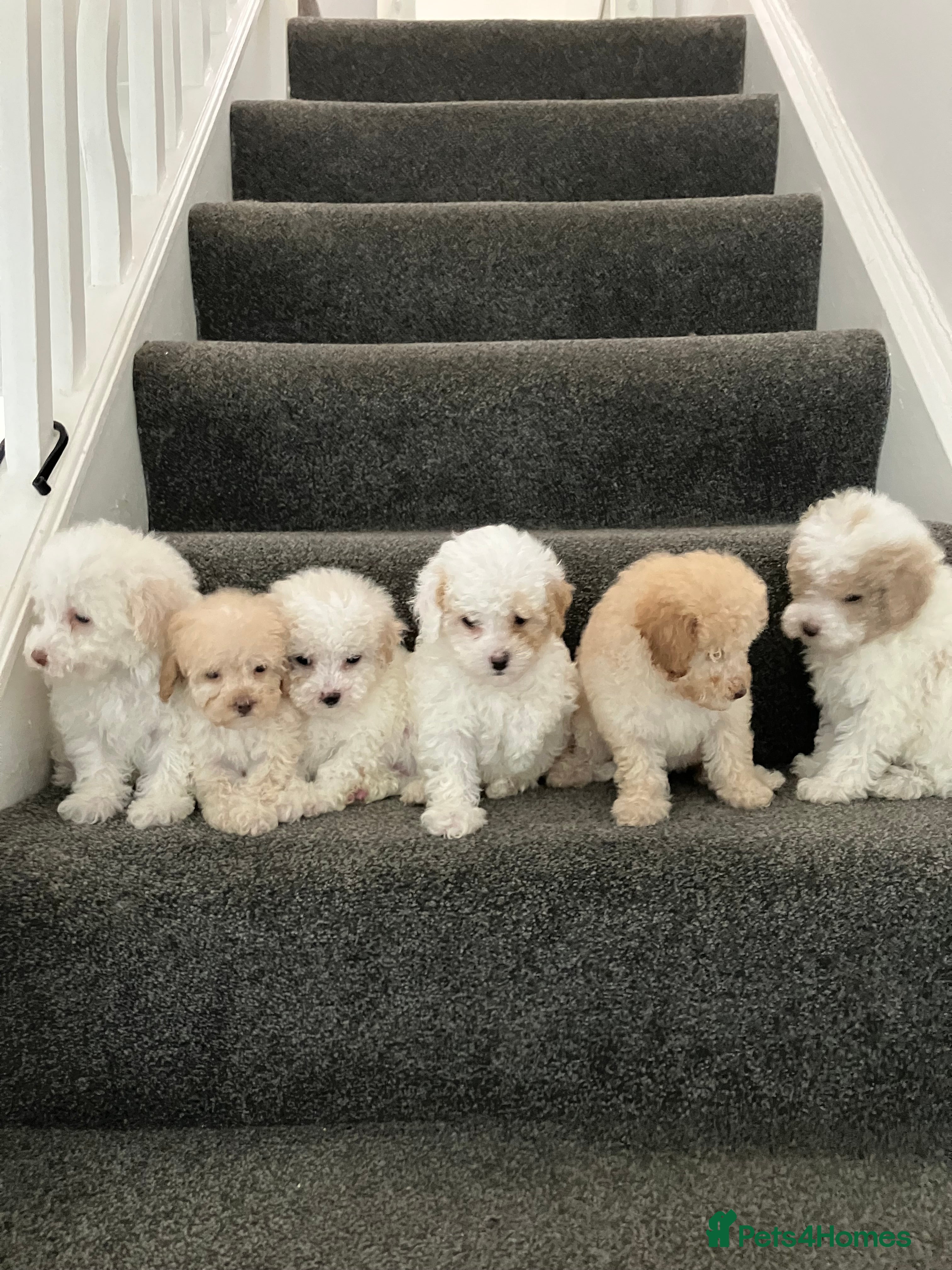 Toy Poodle dogs Toy Poodle Puppies - Advert 4