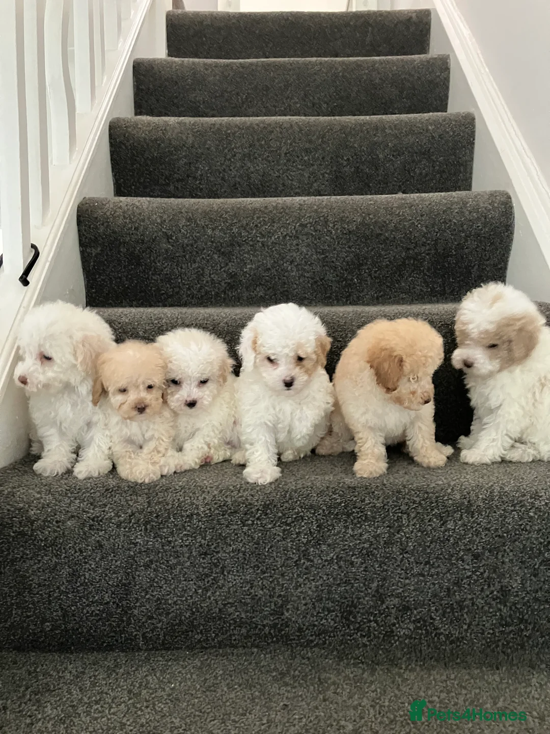 Toy Poodle dogs for sale: Toy Poodle Puppies - Advert 1