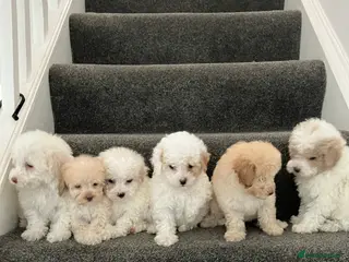 Toy Poodle dogs Toy Poodle Puppies - Advert 10