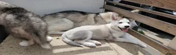 Siberian Husky dogs for sale: ​💎ONLY 1 GIRL AVAILABLE🐾Siberian Husky Puppies - Advert 4