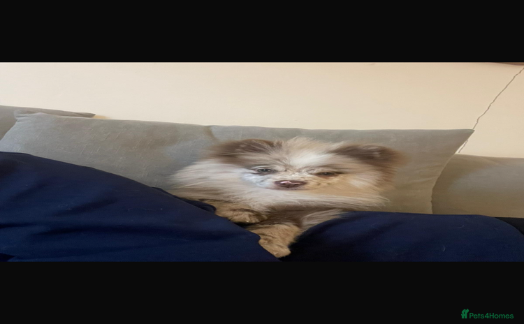 Pomeranian dogs - Advert 2