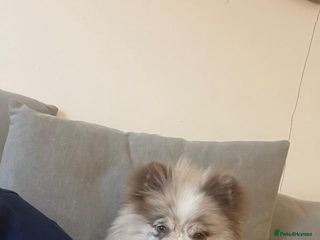 Pomeranian dogs - Advert 2