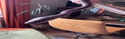 Boa Snake reptiles for sale: Juvenile male Brazillian Rainbow Boa in Oakham - Advert 4