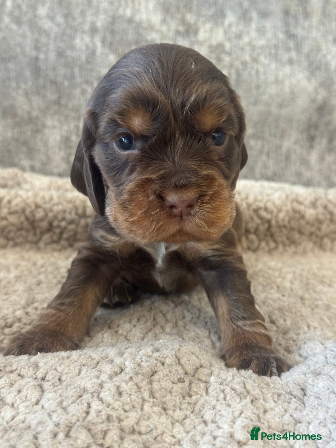 Cocker Spaniel dogs for sale: 100% SHOWTYPE KC REGISTERED HEALTH TESTED - Advert 12