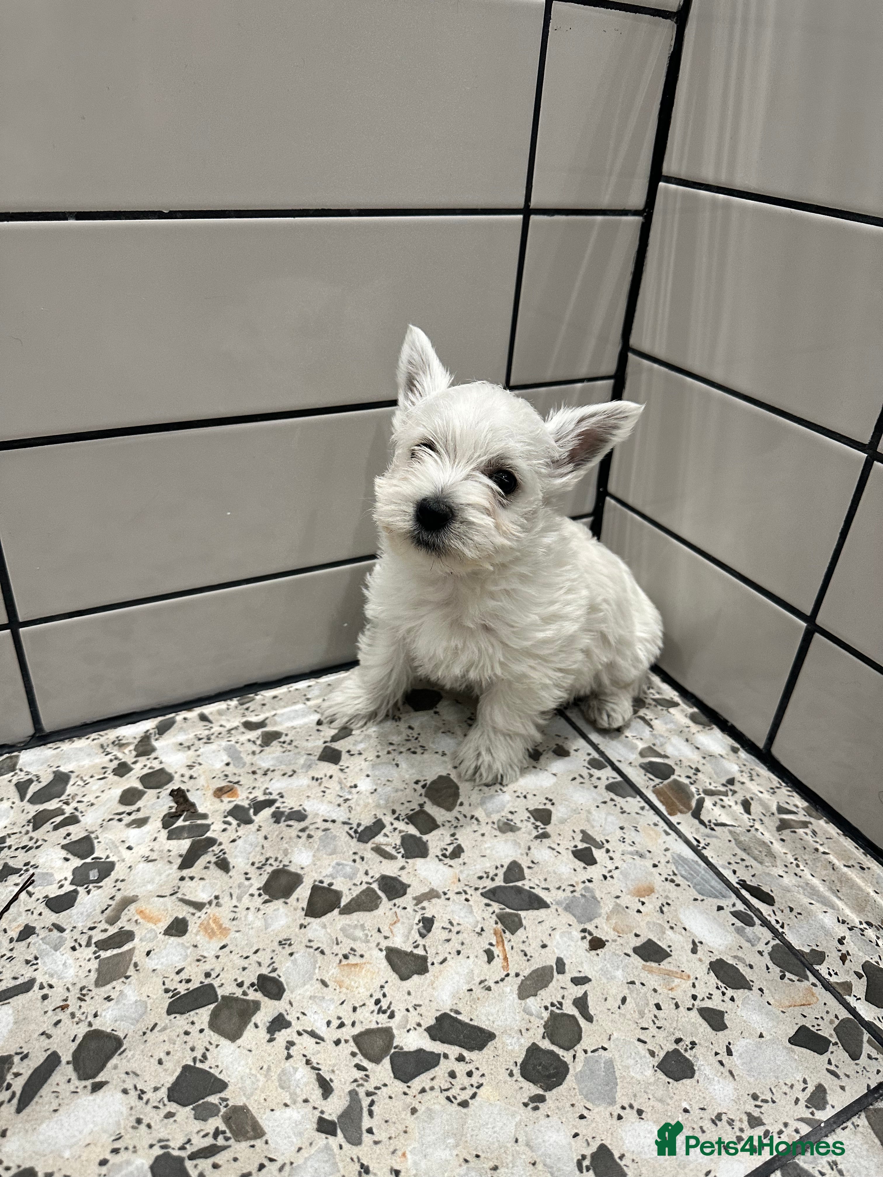 West Highland Terrier dogs Two Westie babies for sale  - Advert 3