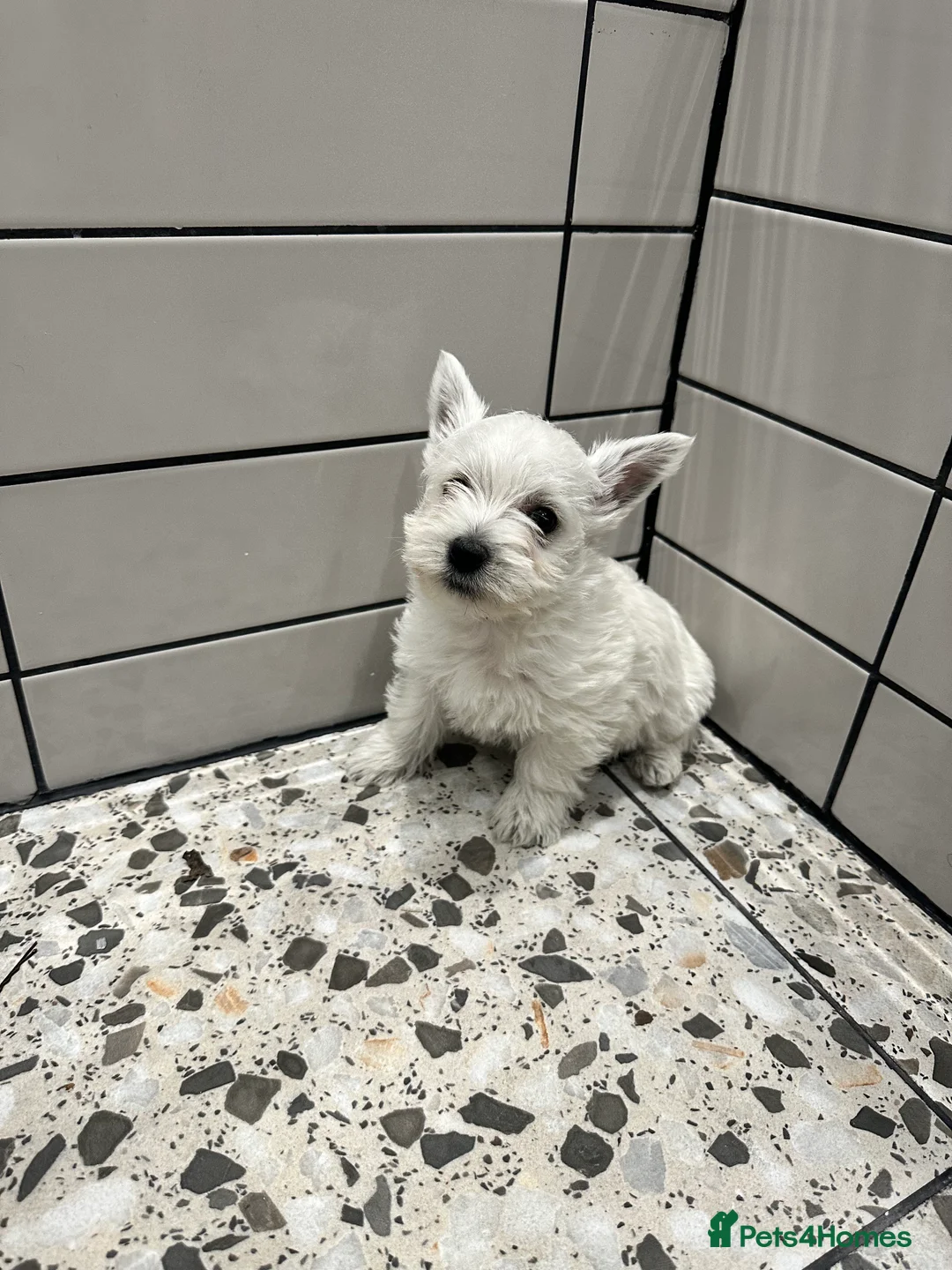 West Highland Terrier dogs for sale: Two Westie babies for sale  - Advert 1