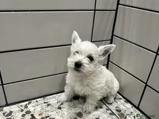West Highland Terrier dogs Two Westie babies for sale - Advert 3