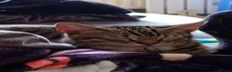 Bengal cats for sale: Luna  - Advert 6