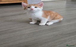Mixed Breed cats for sale: 2 kittens left  - Image 4