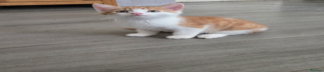 Mixed Breed Kitten 1