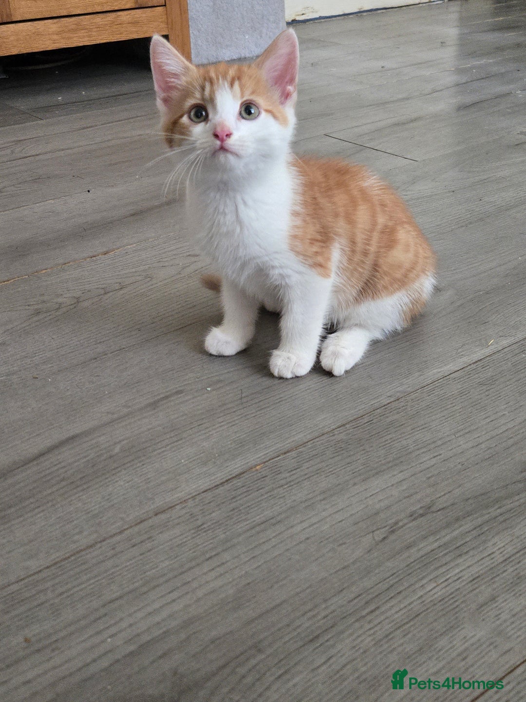 Mixed Breed cats for sale: 2 kittens left  - Image 4