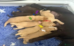 Cocker Spaniel dogs for sale: Working cocker spaniels - Image 1