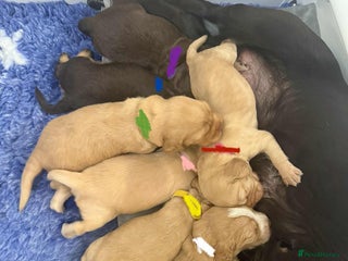 Cocker Spaniel dogs - Advert 2