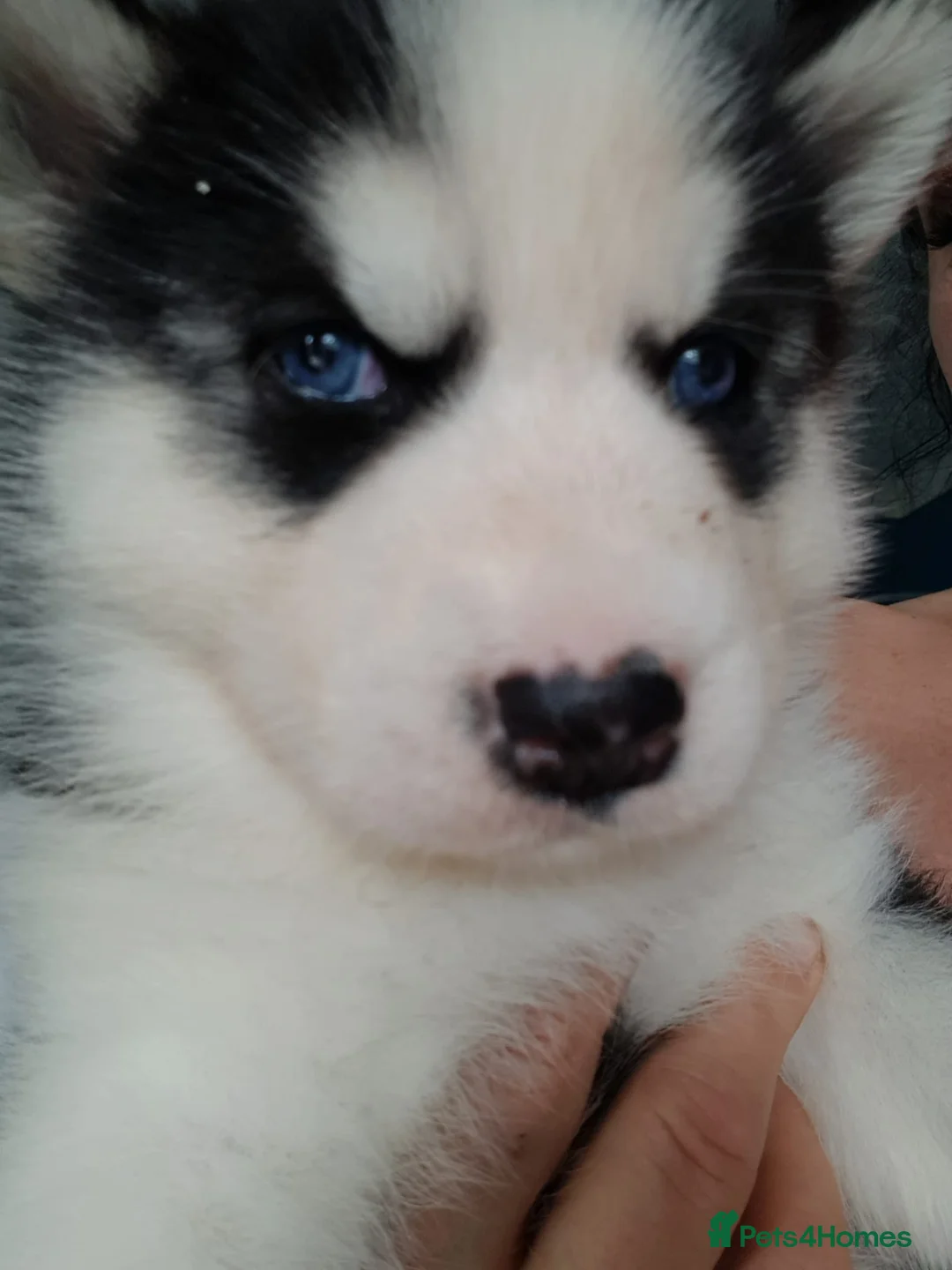 Siberian Husky dogs for stud: BLUE EYED HUSKY FOR STUD in Doncaster - Advert 32