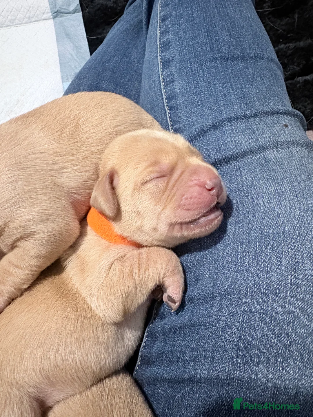 Labrador Retriever dogs for sale: Beautiful Labrador Pup - Advert 15
