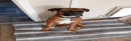 Boxer dogs for stud: Boxer for stud in Leigh - Advert 1