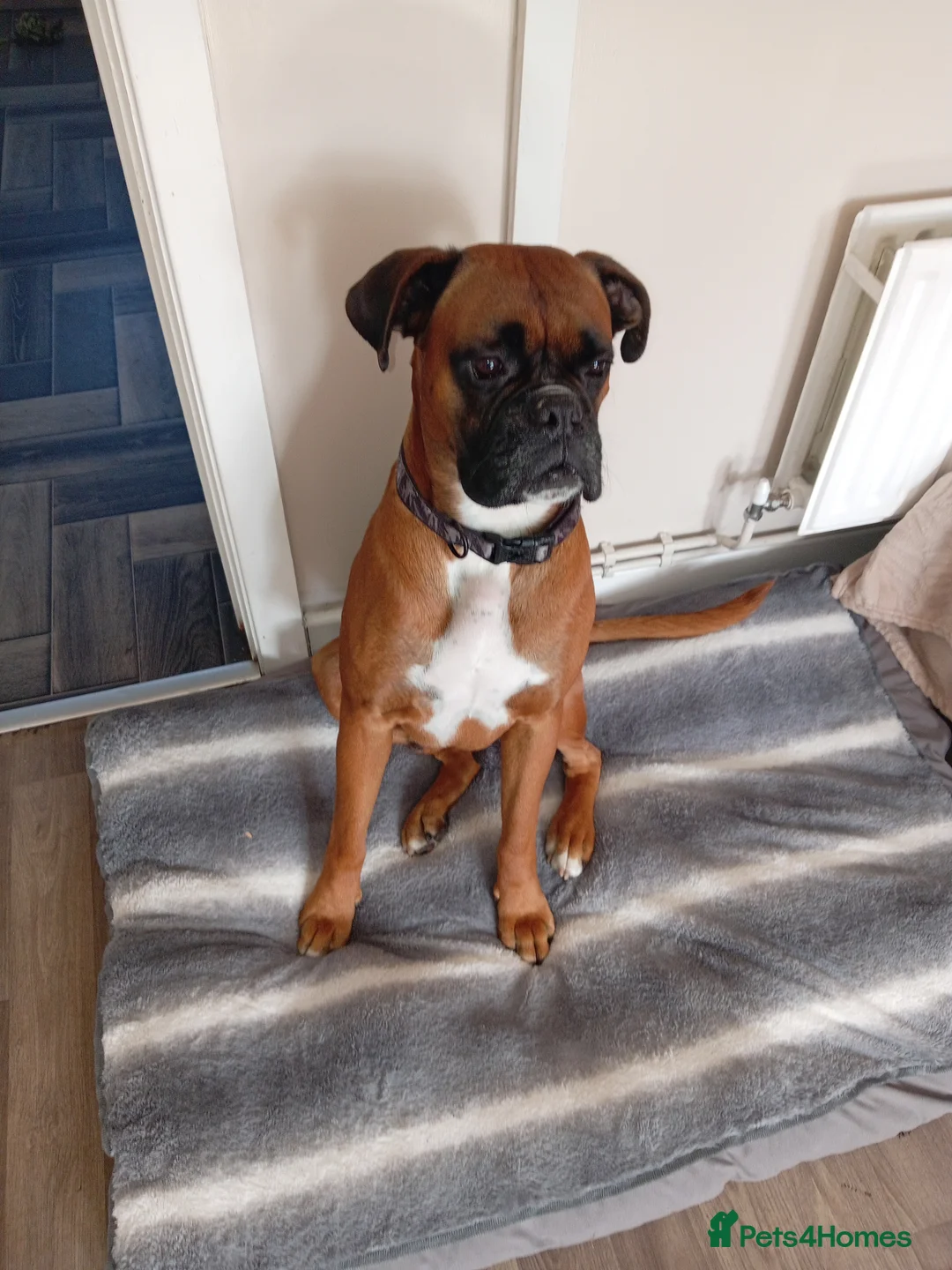 Boxer dogs for stud: Boxer for stud in Leigh - Advert 1