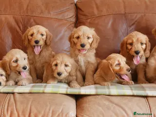 Goldendoodle dogs Quality Health Tested Miniature Goldendoodles - Advert 3