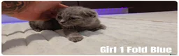 Scottish Fold cats for sale: Scottish Fold & Scottish Straight Kittens  🐾 - Advert 5