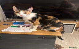 Domestic Shorthair cats for sale: Little domestic short haired kitties for sale  - Image 7