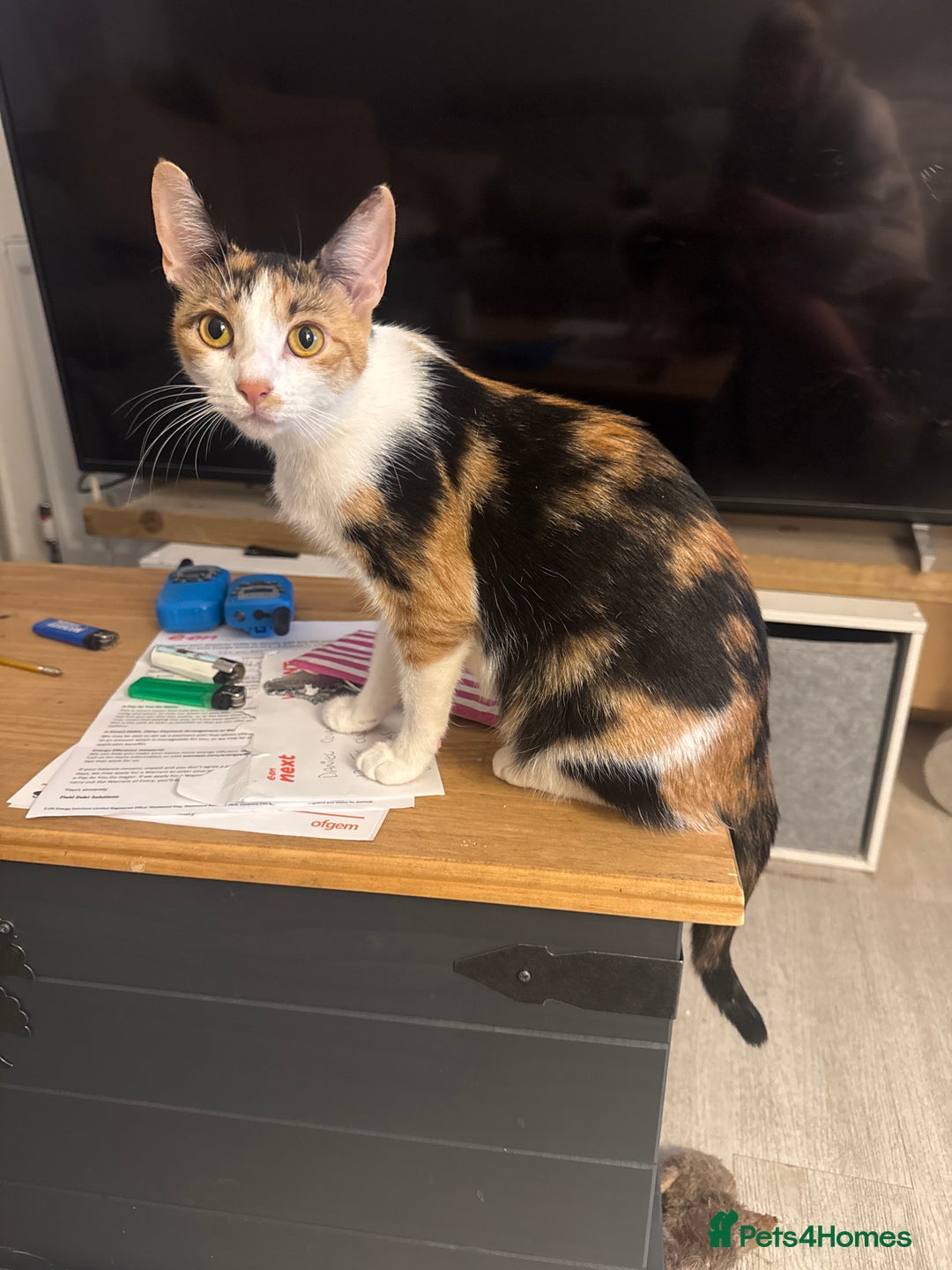 Domestic Shorthair cats for sale: Little domestic short haired kitties for sale  - Image 7