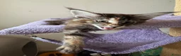 Maine Coon cats for sale: READY TO LEAVE NOW GCCF PEDIGREE MAINECOON KITTENS - Advert 8