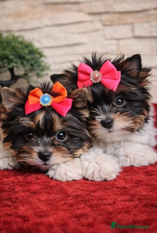 Biewer Terrier dogs Tiny Biewer Yorkshire Terrier Girls  in Sale - Advert 12
