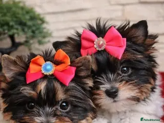 Biewer Terrier dogs Tiny Biewer Yorkshire Terrier Girls in Sale - Advert 12