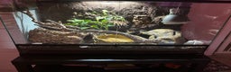 Python Snake reptiles for sale: enchi pied royal python with full bioactive setup  - Advert 3
