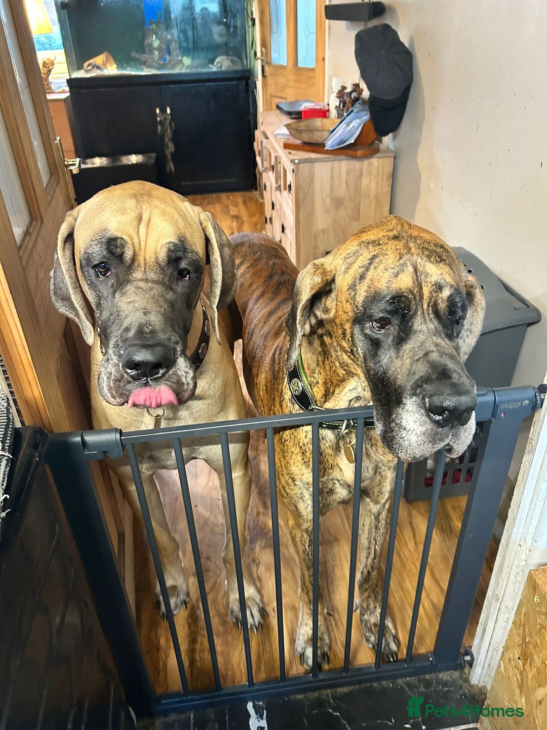 Great Dane dogs for sale: Only 2 beautiful Great Dane girls left. Ready now - Advert 15
