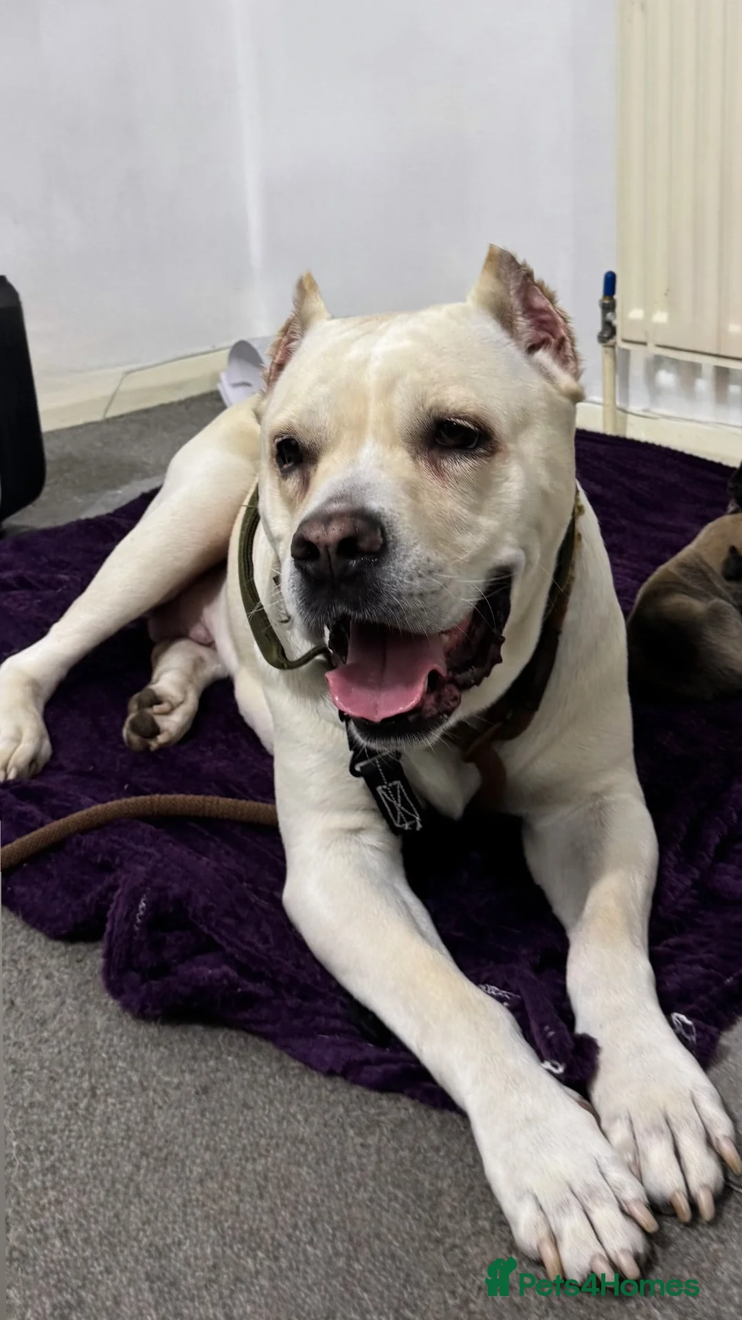 Mixed Breed dogs for sale: 3 Puppies left for Good homes  in London - Advert 9