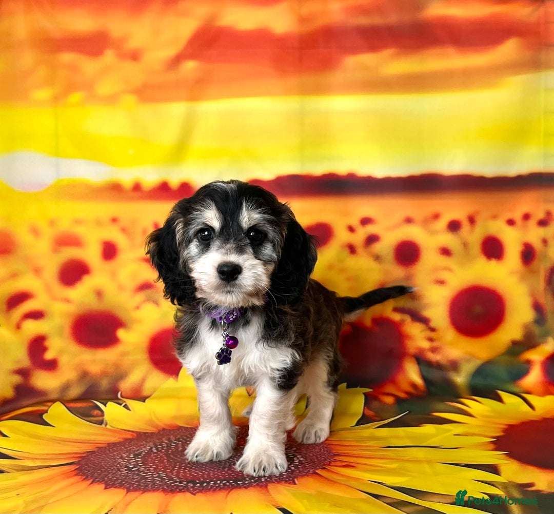 Cockapoo dogs for sale: ⭐️Rare Silver Phantom DNA CLEAR Mini F1 Cockapoos - Image 13