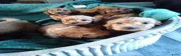 Cockapoo dogs for sale: F1 Cockapoo Puppies - Advert 6