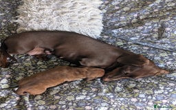 Miniature Dachshund dogs for sale: Red and cream brindle male dachshund  - Image 3