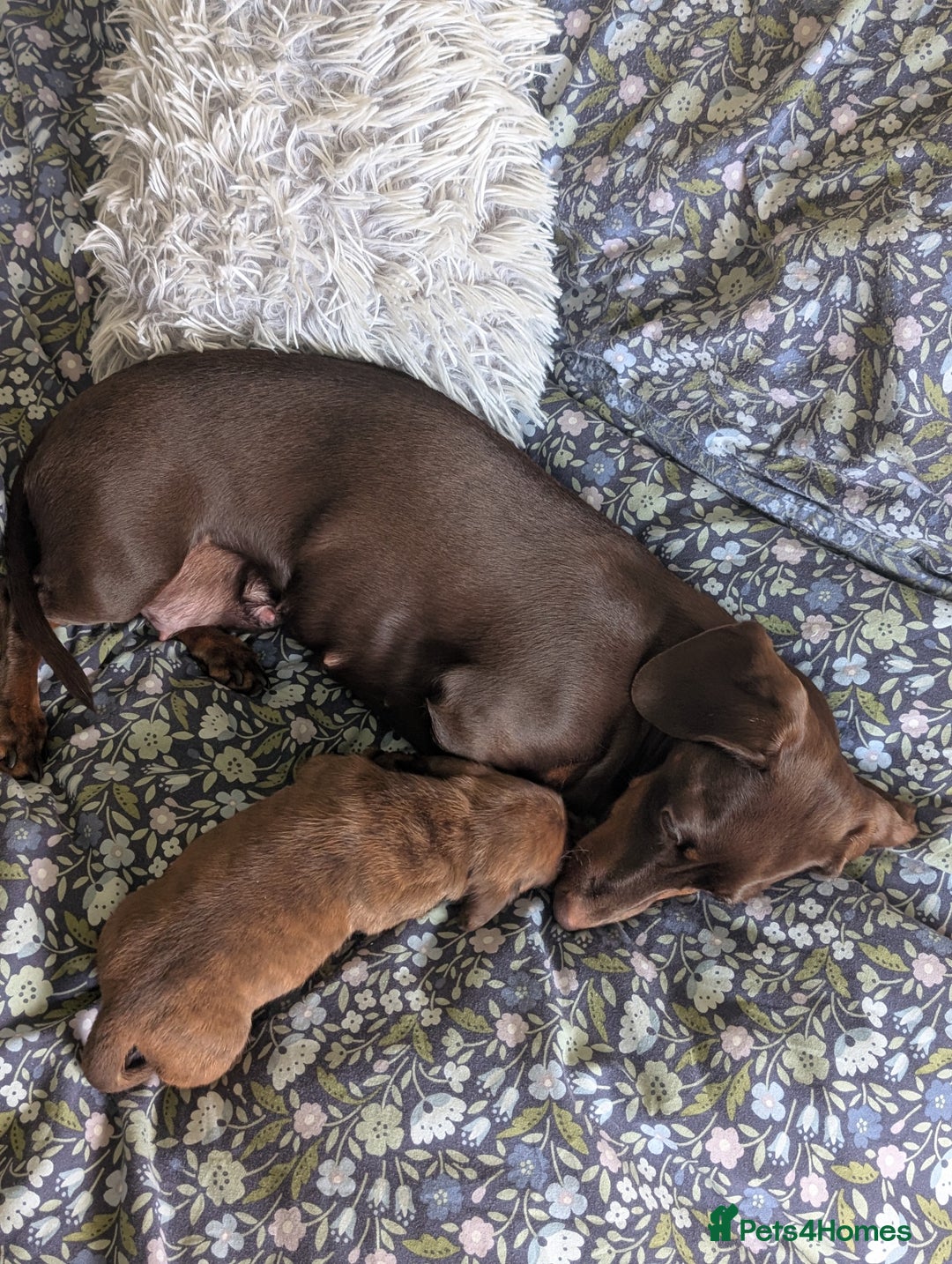 Miniature Dachshund dogs for sale: Red and cream brindle male dachshund  - Image 3