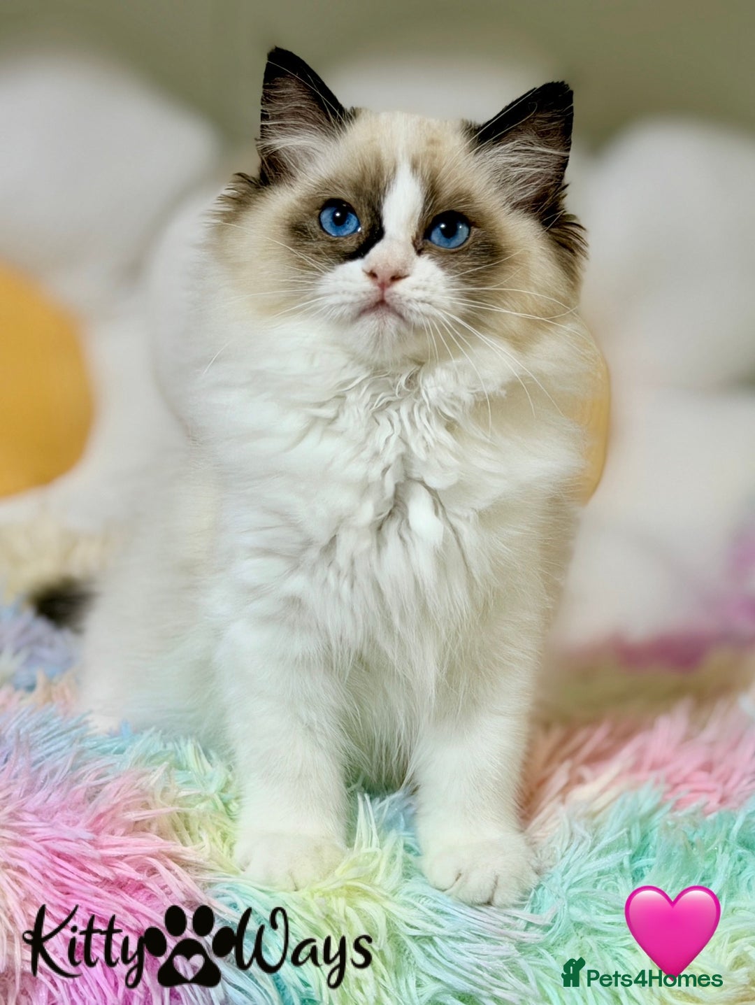 Ragdoll cats for sale: 🐾🩷TICA REG* SEAL BICOLOUR EU RAGDOLL KITTENS🩵🐾 - Advert 9