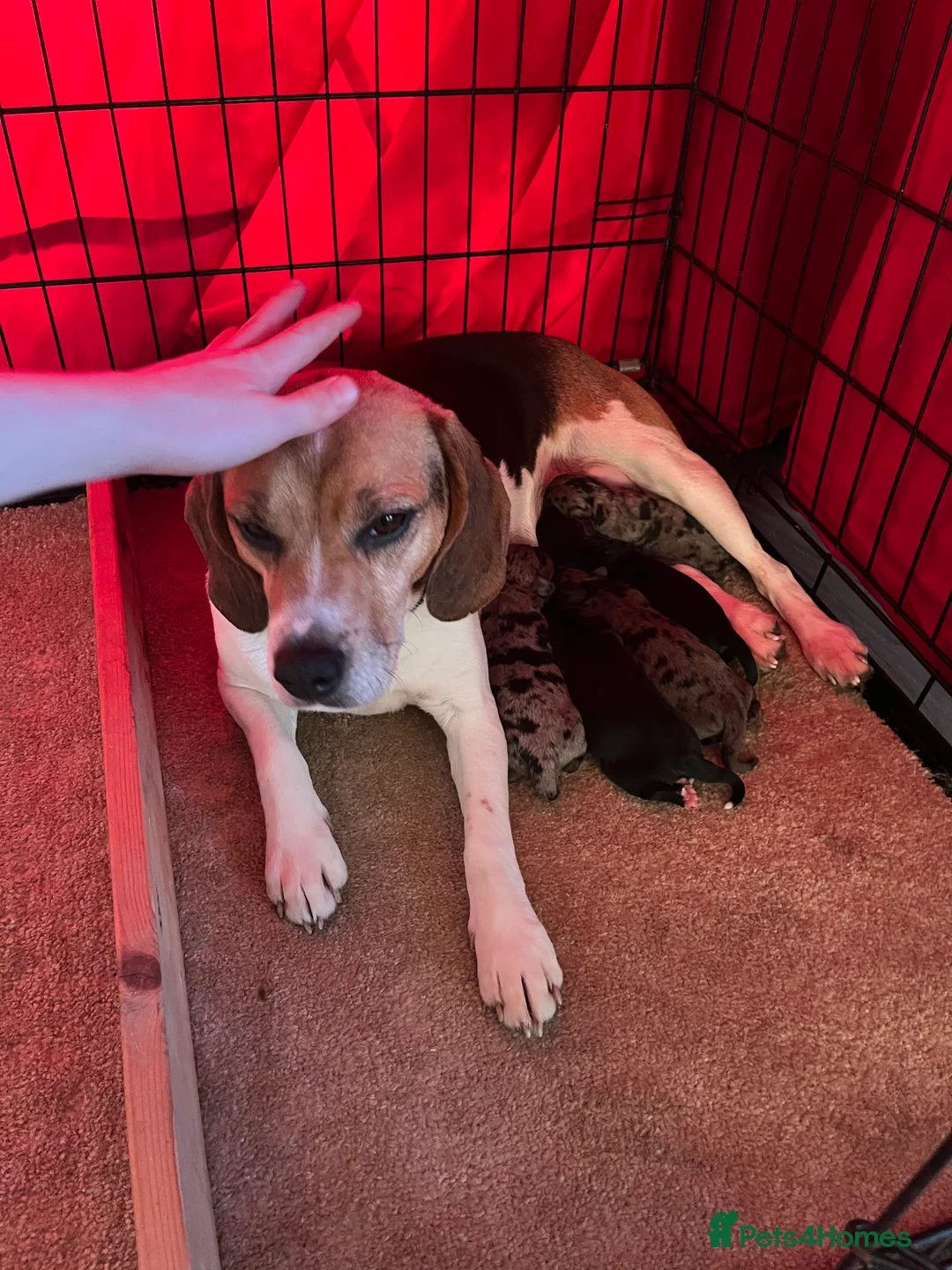 Mixed Breed dogs for sale: Beagle x poodle puppies in Newton Abbot - Advert 2