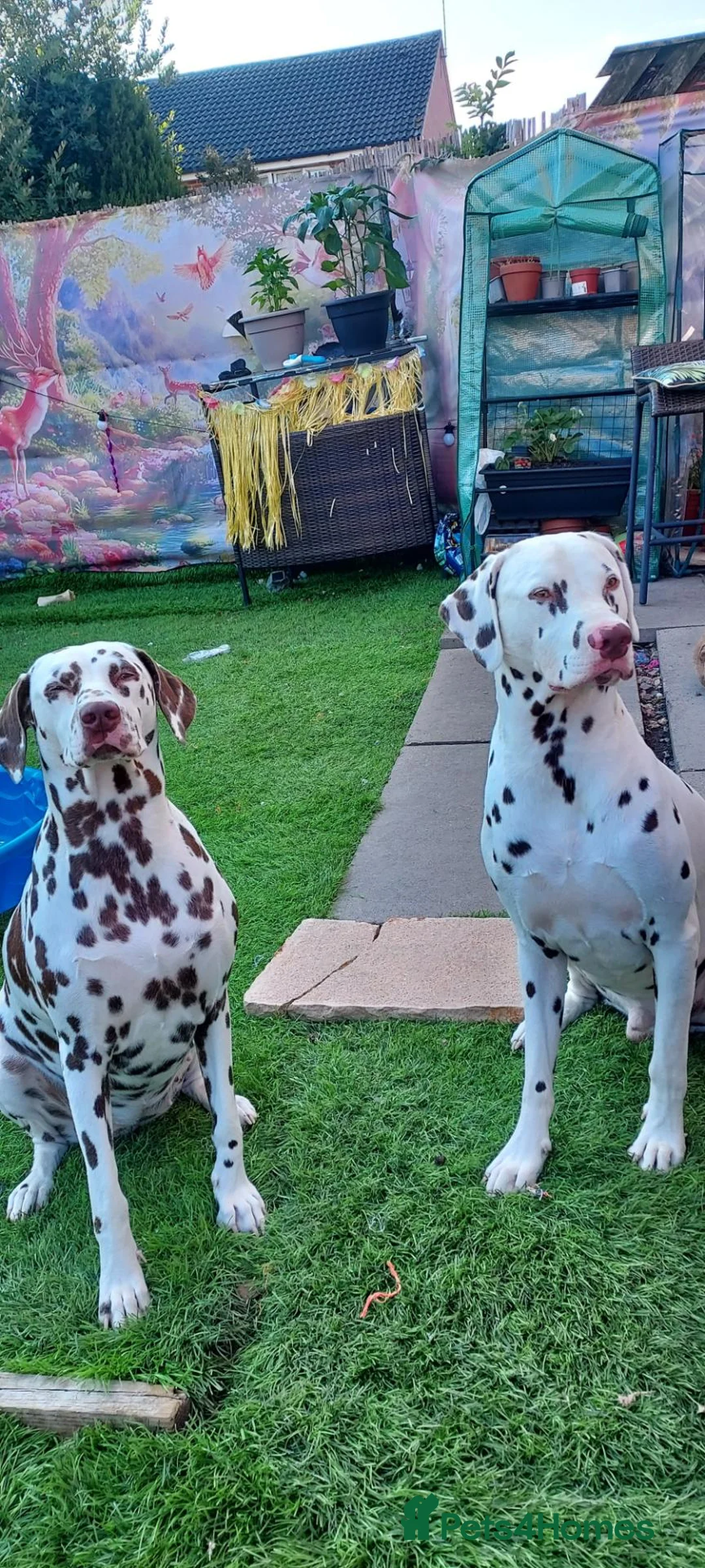 Dalmatian dogs for sale: Spotted liver dalmation  - Advert 2