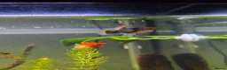 Platies fish for sale: Platies and endlers in Saint Helens - Advert 1