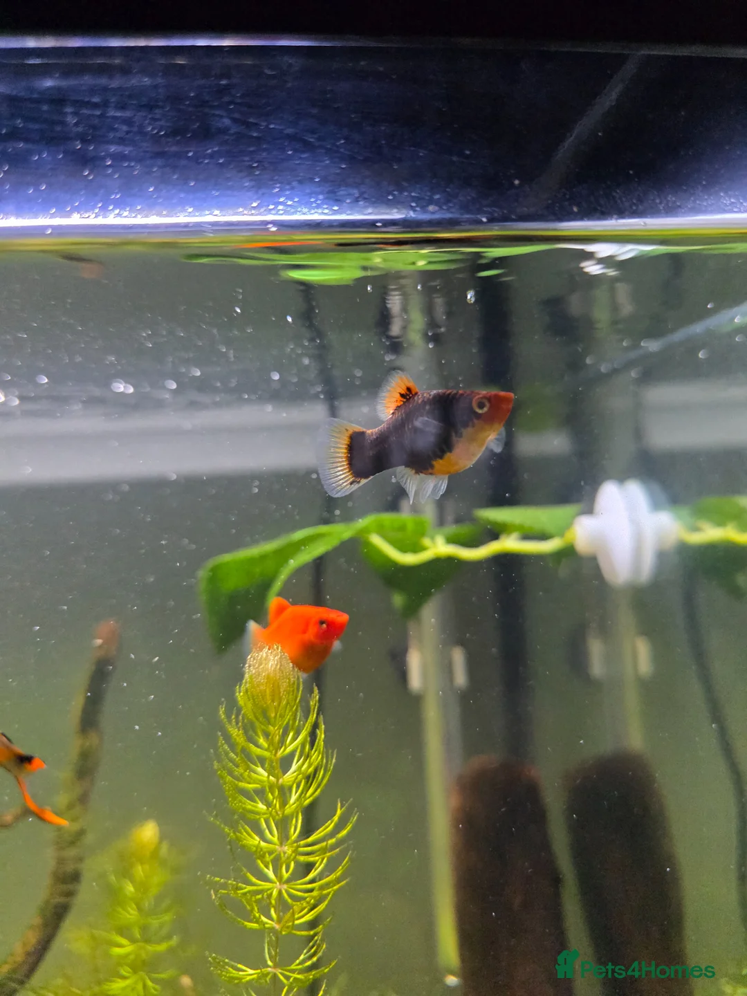 Platies fish for sale: Platies and endlers in Saint Helens - Advert 1