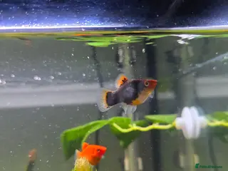 Platies fish Platies and endlers - Advert 1