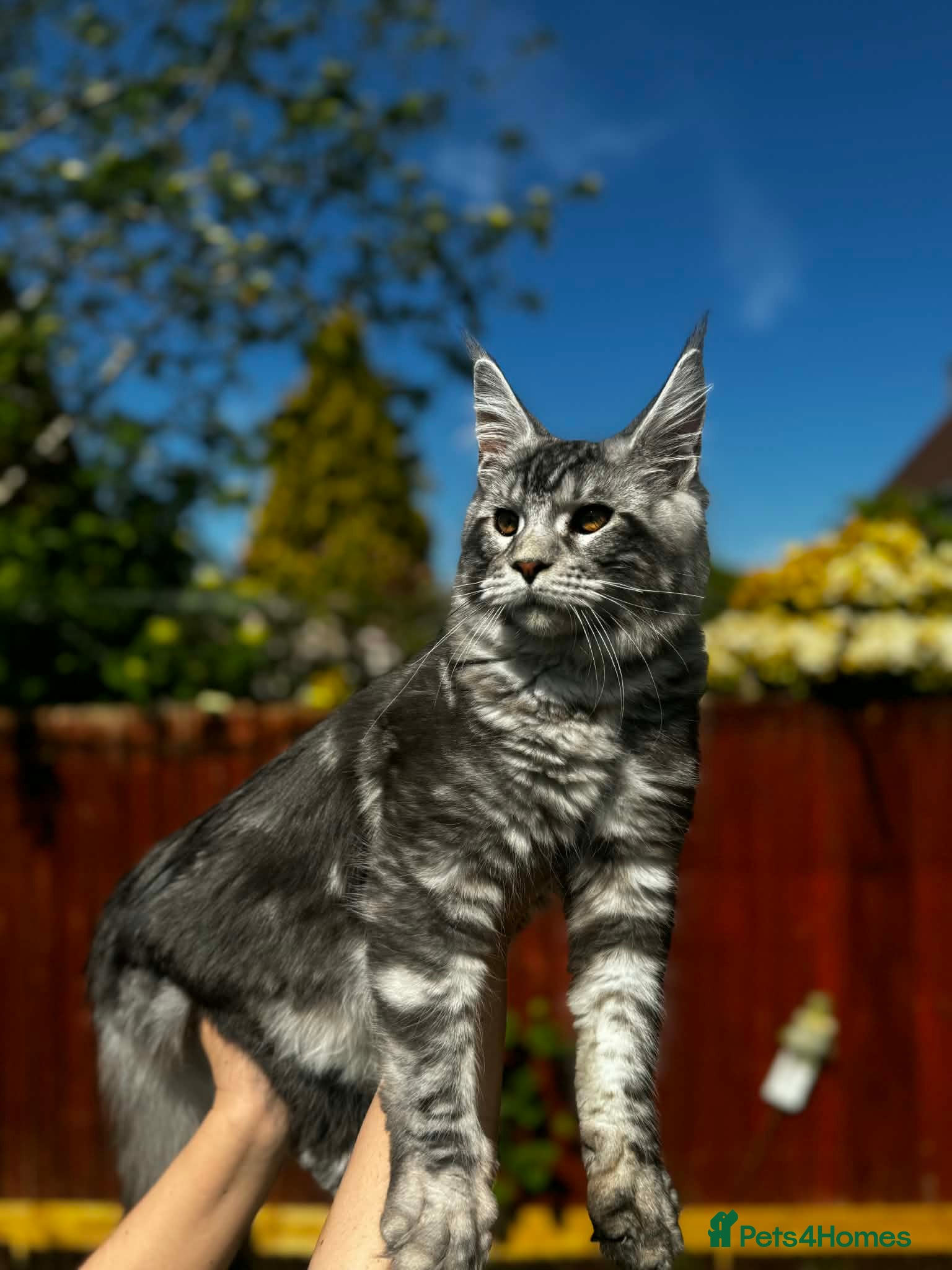 Maine Coon cats 6 STUNNING PEDIGREE TICA REG MAINE COON KITTENS - Advert 7