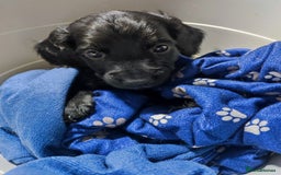 Cockapoo dogs for sale: ***ALL REHOMED***F2 Cockapoo Puppy Available  - Image 13