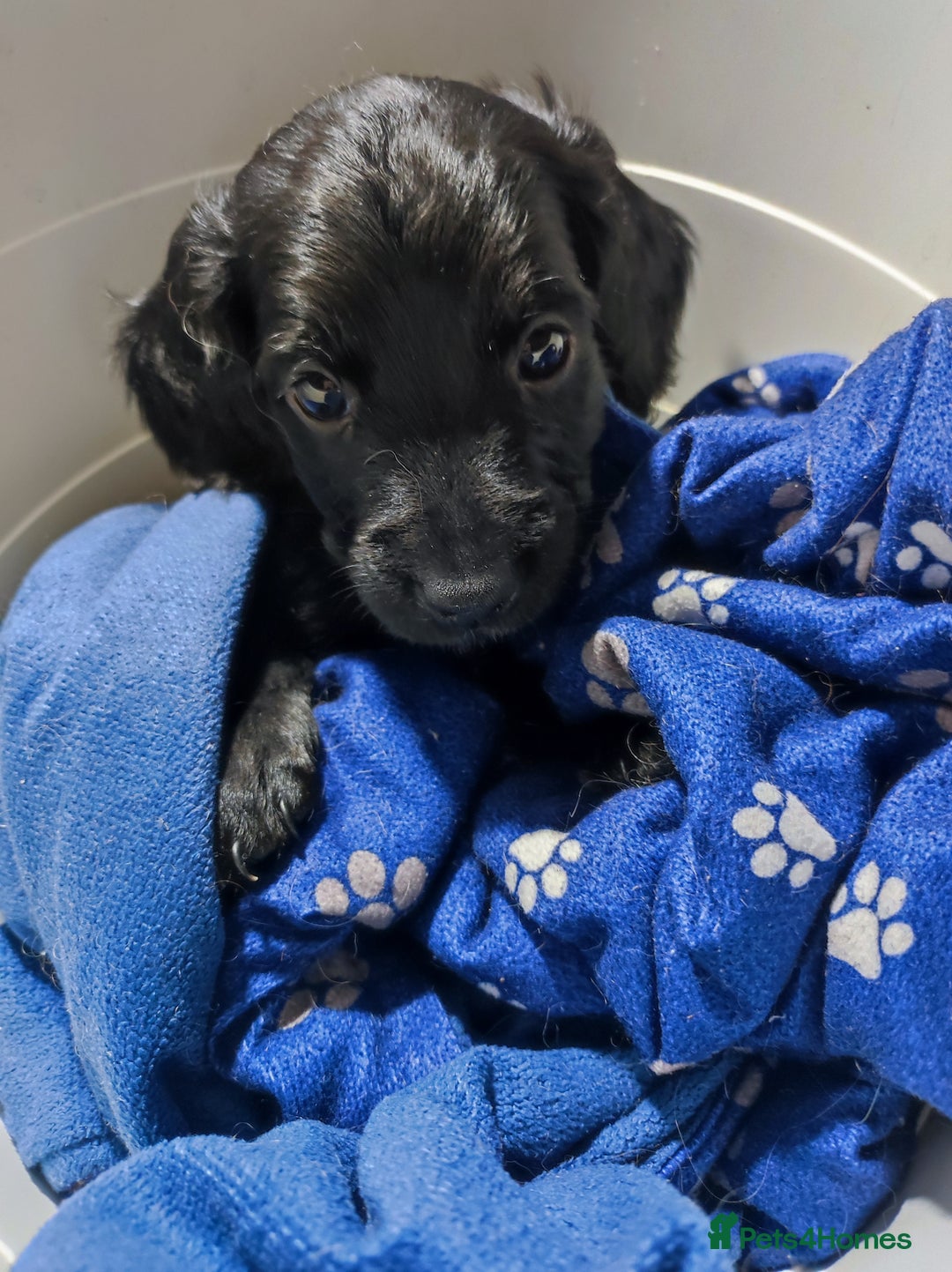 Cockapoo dogs for sale: ***ALL REHOMED***F2 Cockapoo Puppy Available  - Image 13