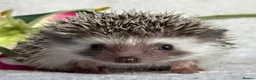 Pygmy Hedgehog rodents for sale: African Pygmy Hedgehog Ethically Bred Girl  - Advert 18
